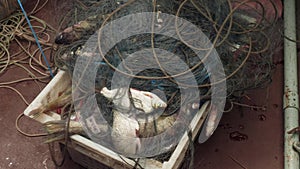 Close up of fish in fishing net in plastic box. Box stands on floor of boat floating on river.