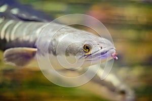 Close-up fish Great snakehead.