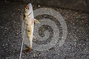 Close-up of fish on the hook. Cathing perch by fishing hook