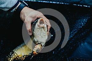 Close-up of a fish hooked by the mouth. Male hands take out the bait. Fishing