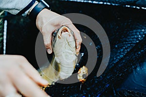 Close-up of a fish hooked by the mouth. Male hands take out the bait. Fishing