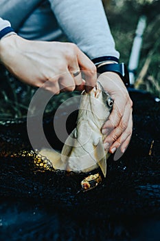 Close-up of a fish hooked by the mouth. Male hands take out the bait. Fishing