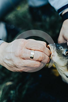 Close-up of a fish hooked by the mouth. Male hands take out the bait. Fishing