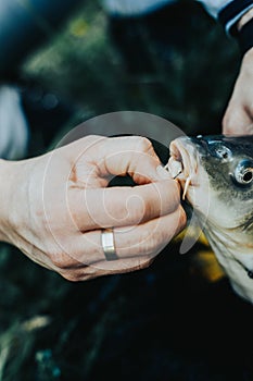 Close-up of a fish hooked by the mouth. Male hands take out the bait. Fishing