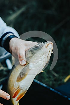 Close-up of a fish hooked by the mouth. Male hands take out the bait. Fishing