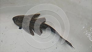 Close up of the fish Hypostomus plecostomus