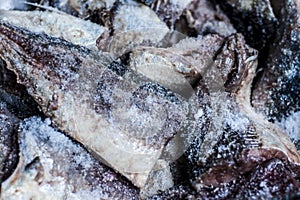 Close up of fish King mackerel.