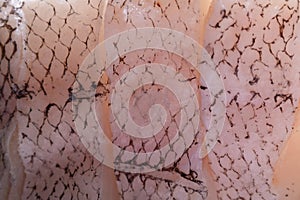 Close-up of fish scales. Texture, background