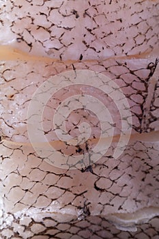 Close-up of fish scales. Texture, background