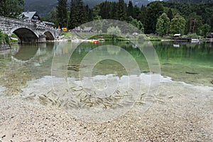 Close up of fish squalius, lake bohinj, slovenia