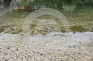 Close up of fish squalius, lake bohinj, slovenia