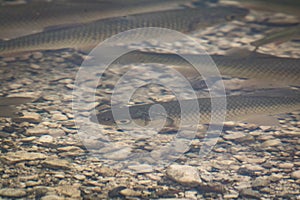 Close up of fish squalius, lake bohinj, slovenia