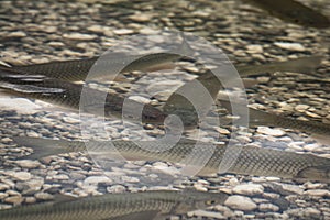 Close up of fish squalius, lake bohinj, slovenia