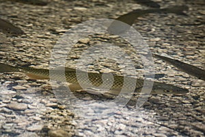 Close up of fish squalius, lake bohinj, slovenia