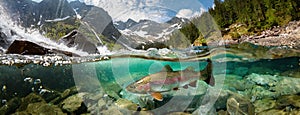 Close-up of a fish trout goes to spawn in a mountain river, underwater view.