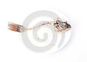 Close up of Fishbone on white dish