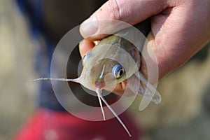 Close up of a fishcat