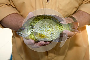 Close up of fisherman holding an alive Bluegill