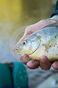 Close up of fisherman holding a freshwater bream