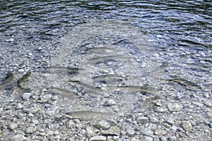 Close up of fishes squalius group at Bohinj Lake in Slovenia