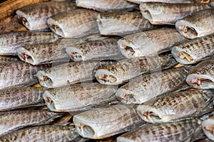 Close up Fishes Trichogaster pectoralis.