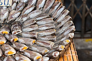 Close up Fishes Trichogaster pectoralis.