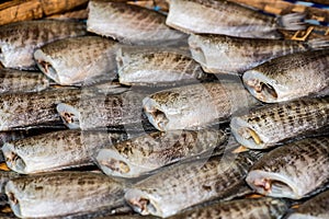 Close up Fishes photo