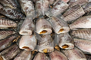 Close up Fishes Trichogaster pectoralis arrange on rattan in market