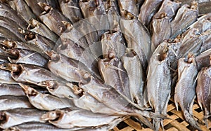 Close up Fishes Trichogaster pectoralis arrange on rattan in market