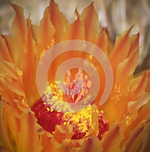 A Close Up Fishhook Barrel Cactus Flower, Ferocactus wislizeni