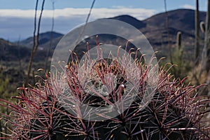 Close-up of Fishhook Barrel Cactus, Tucson, Arizona