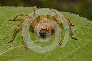 Close up of a fishing spider (Ctenidae Ancylometes sp)on a leaf
