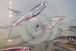 Close Up Fishing Underwater. Bait fish Freshwater.