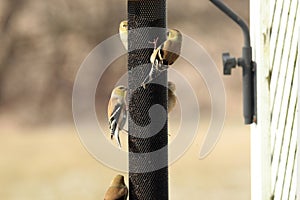 Close up of five American Goldfinches eating thistle on a bird feeder