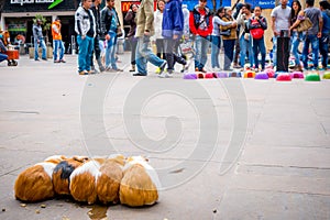 Close up five guinea pig to start gamble were