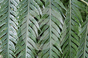Close up of five textured leaves of a Giant Chain Fern