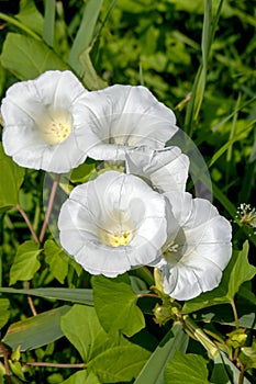 Close-up of five white flowers of a hedge bindweed