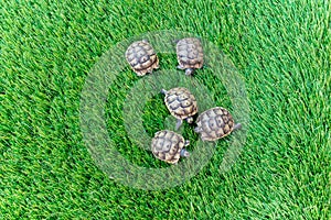 Close up of five young hermann turtles on a synthetic grass