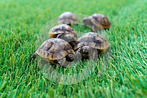 Close up of five young hermann turtles on a synthetic grass