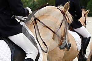 Close up of a fjord horse on a dressage event