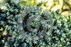 Close-up of flacky juniper juniperus squamata
