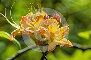 Close Up of Flame Azalea Flowers