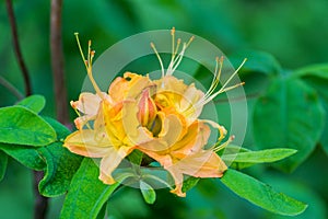 Close-up of Flame Azalea Flowers