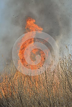 Flame of brushfire 31 photo
