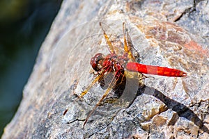 Flame skimmer Libellula saturata photo