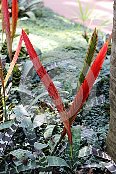 Close up of Flaming Sword plants with red flowers