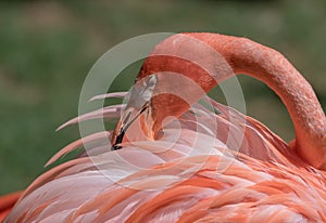 Close up of a flamingo, feathers, copy space