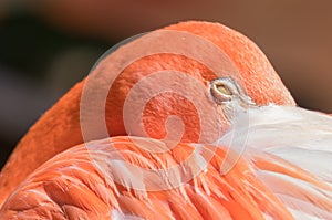 Close up of a flamingo, feathers, eyes closed