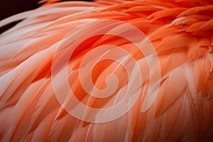 Close up of Flamingo feathers