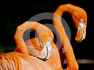 Close up of flamingo head isolated on dark background.